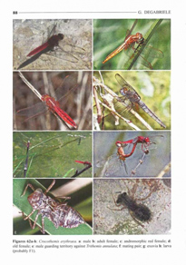BDL Books - Dragonflies