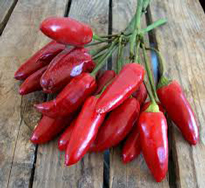 Bżaru aħmar - red chili pepper