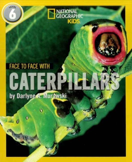 Face to Face with Caterpillars