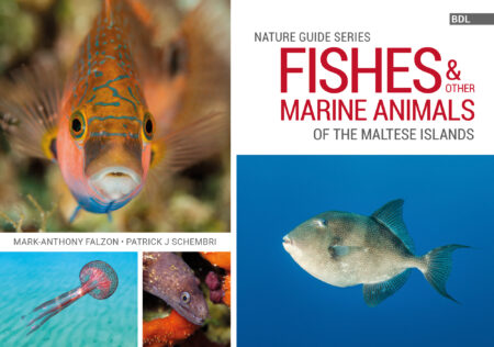 Fishes and Other Marine Animals