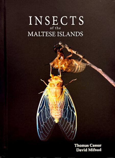 Insects of the Maltese Islands