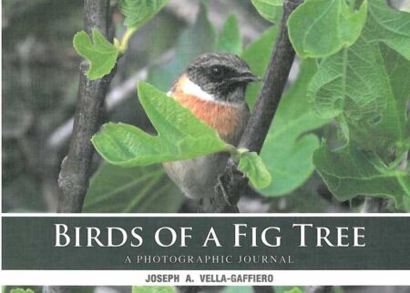 Birds of a Fig Tree
