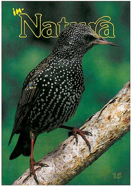 In-Natura 15
