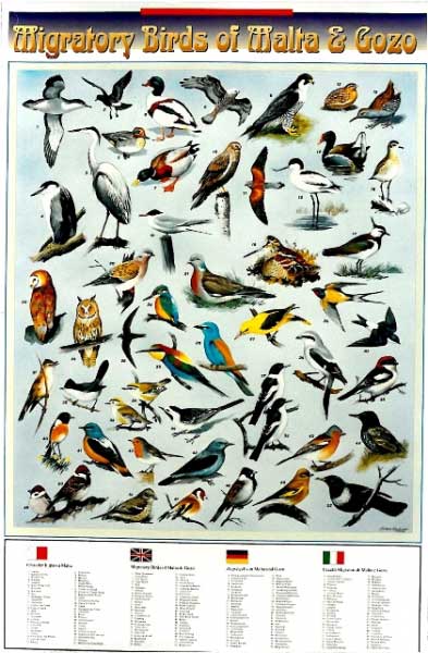 Migratory Birds of Malta