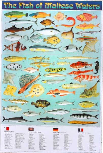 Fish of Maltese Water